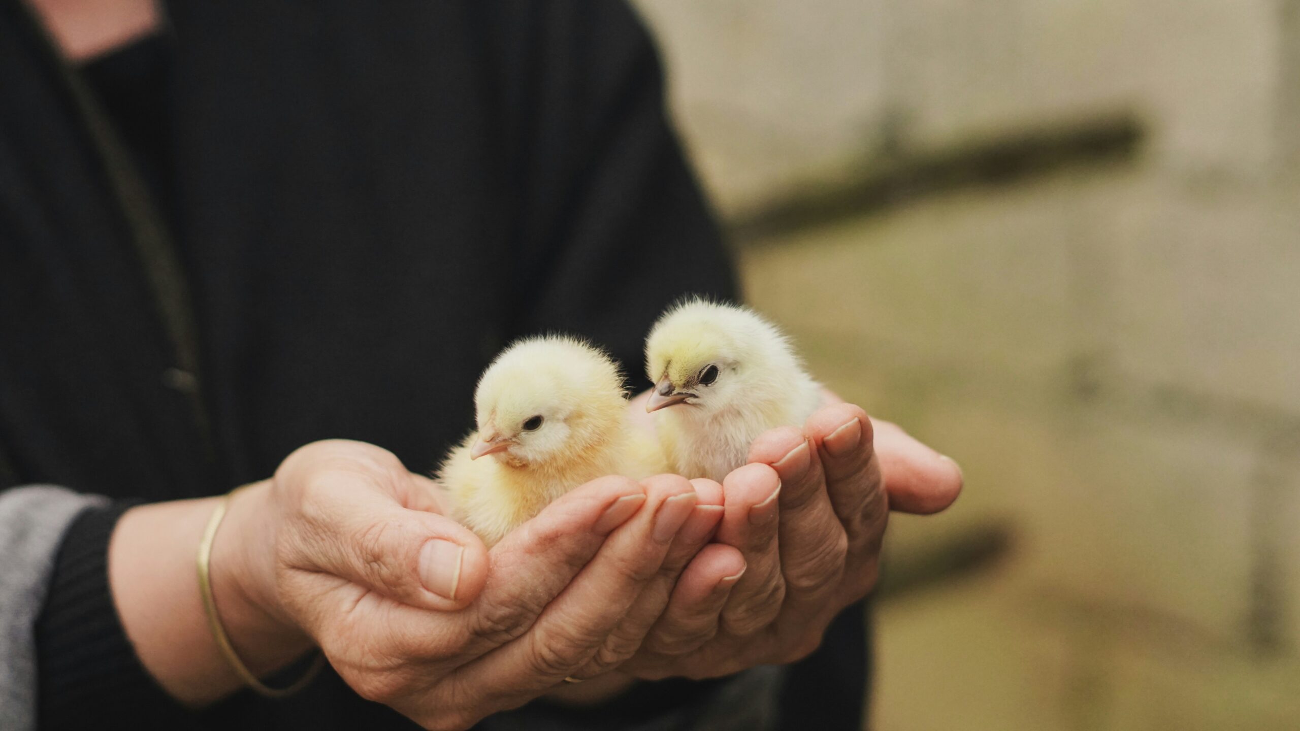 duygu gungor 2xpd5pdyqga unsplash