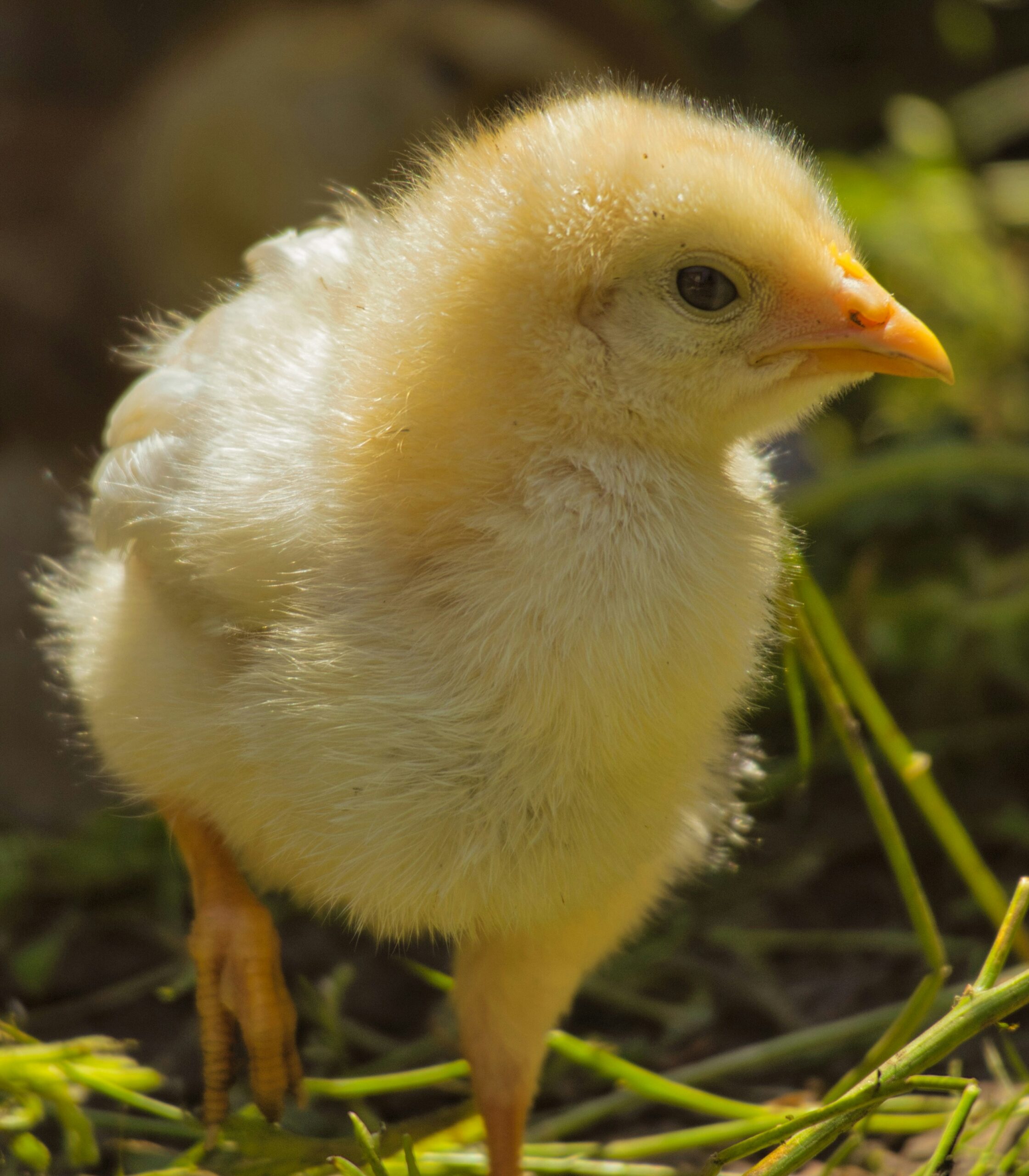 gidlark h v2t15 eva unsplash