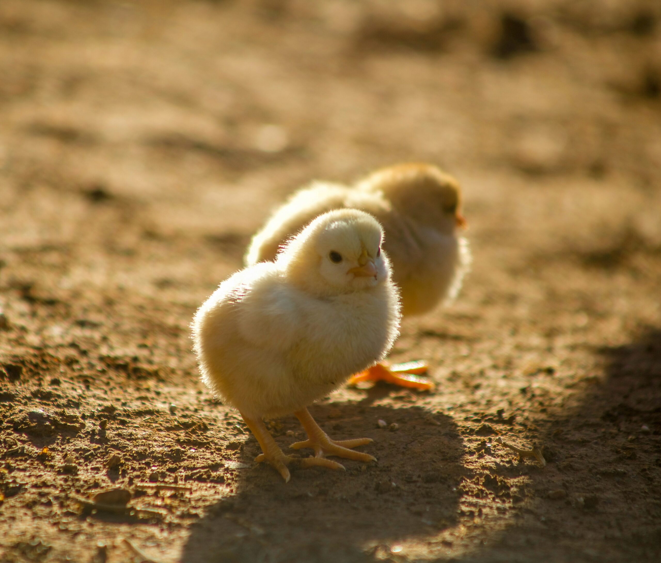 karim manjra hqv3s7j6em4 unsplash